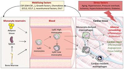 Cardiomyocytes and Macrophages Discourse on the Method to Govern Cardiac Repair